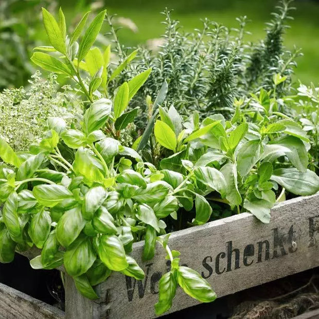 Herb Garden Kit - Chef 5 Pack - Parsley, Oregano, Cilantro, Dill, Thyme - Indoor Gardening Supplies