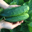 Cucumber Seeds - 100+ Heirloom Spacemaster 80 - Organic Non-GMO - Fresh Quality Gardening Supplies